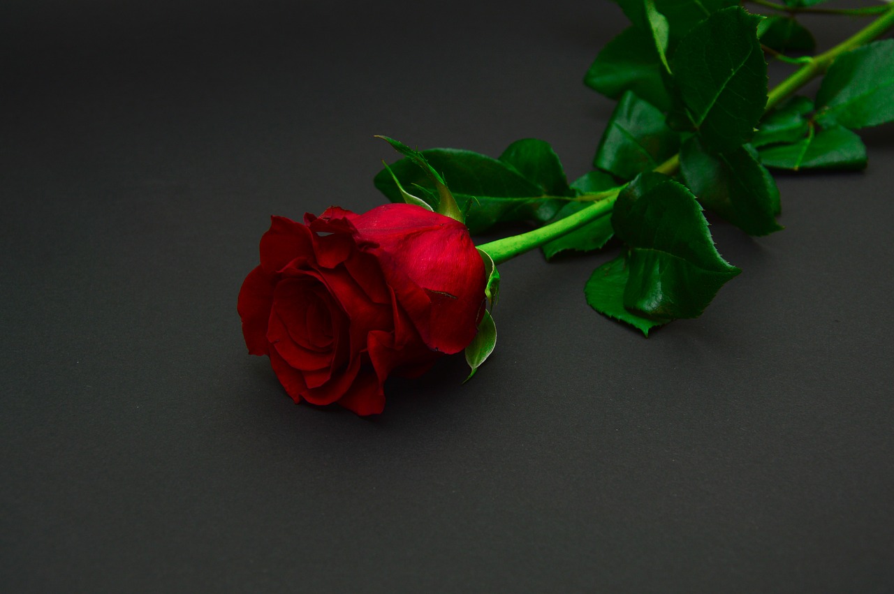 red rose flower free photo