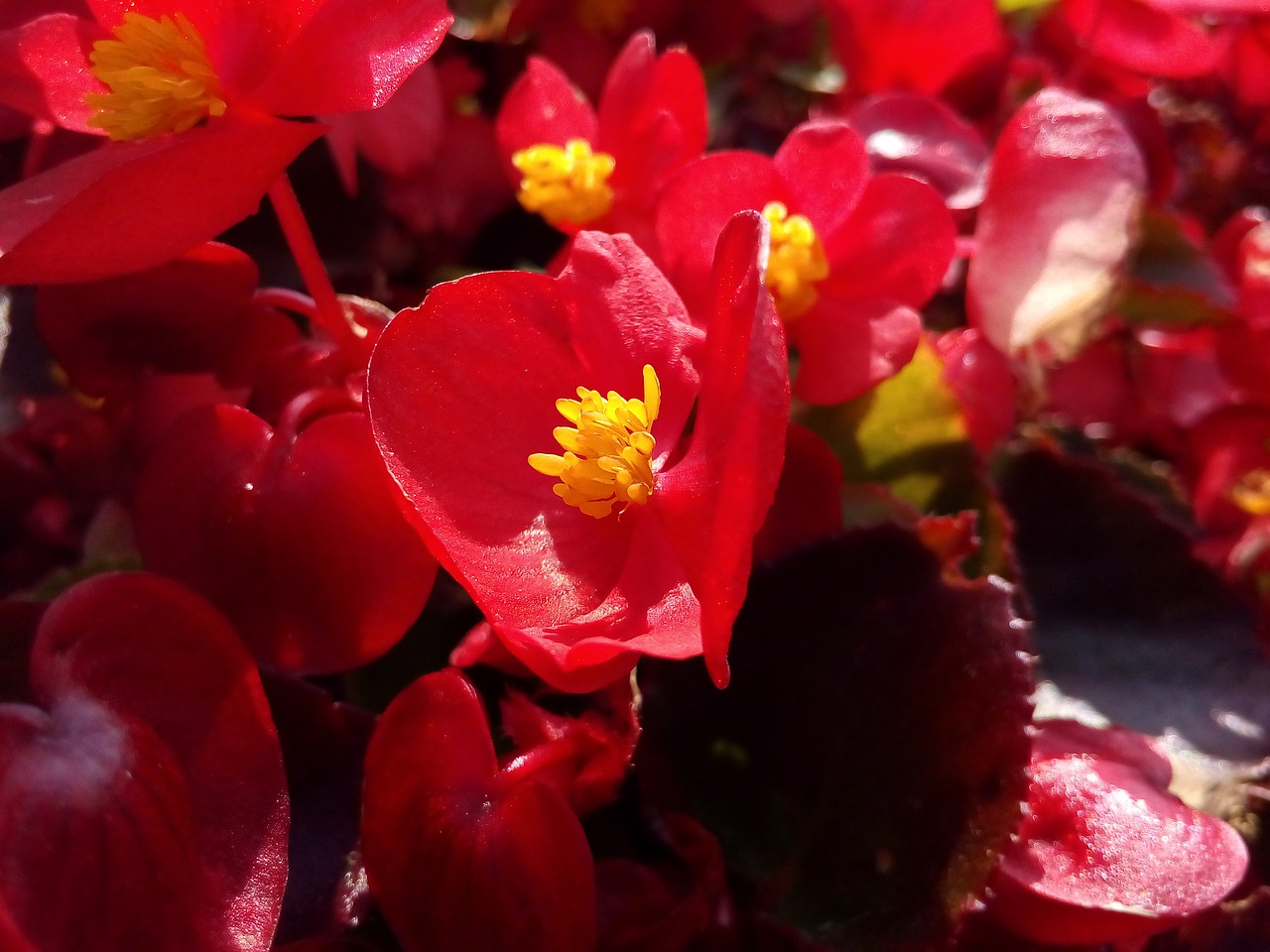 red flower begonia free photo