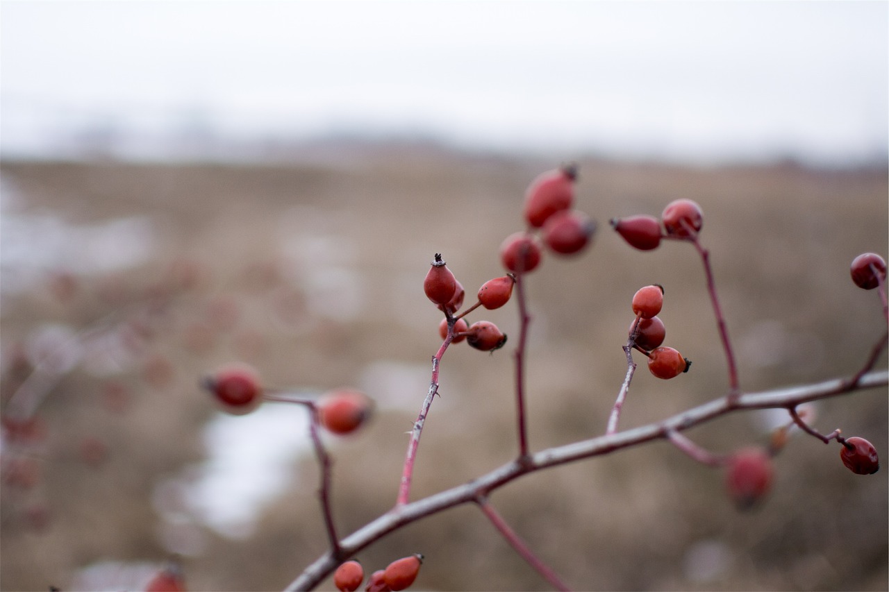 red berries branches free photo