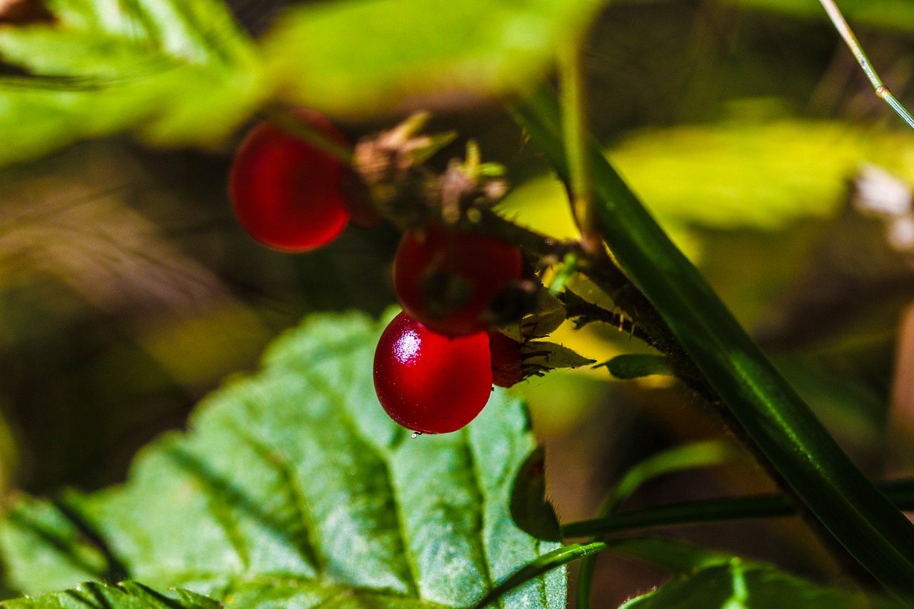 red berry plant free photo