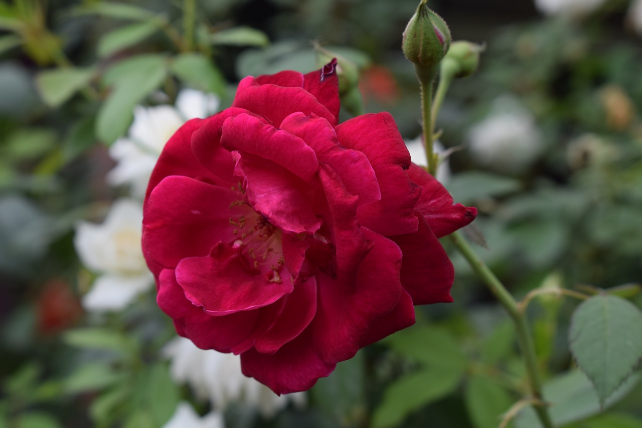 red rose flower free photo