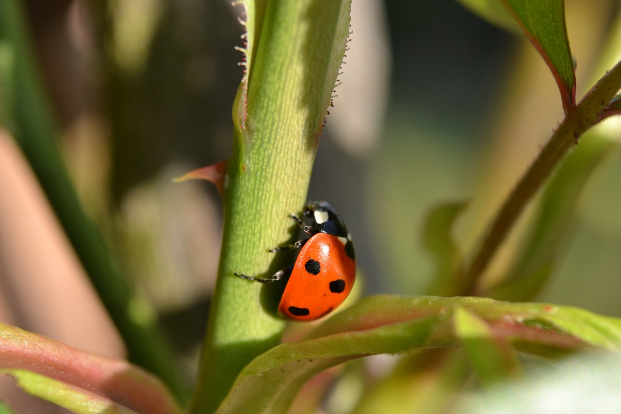 red black ladybird free photo