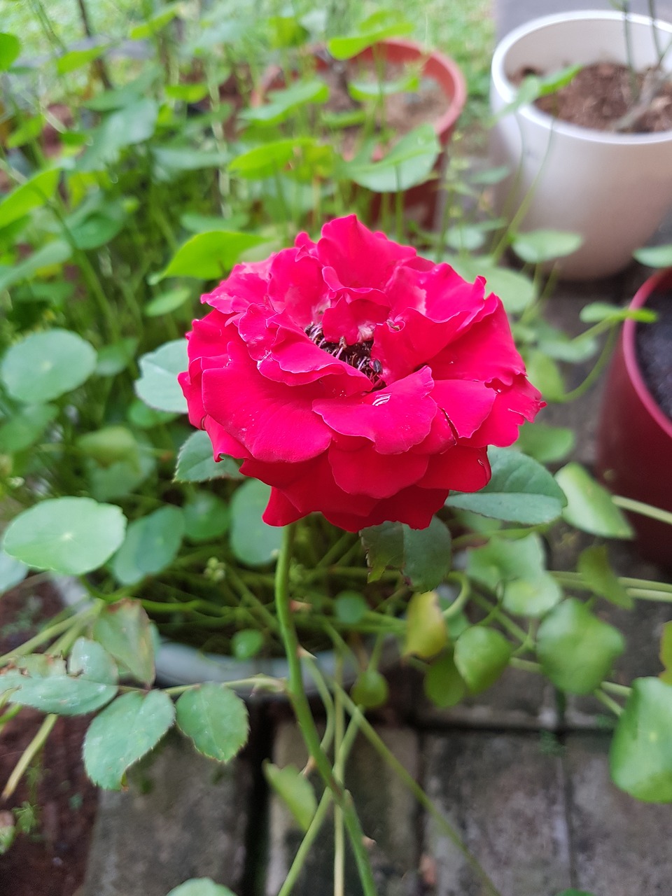 red flower floral free photo