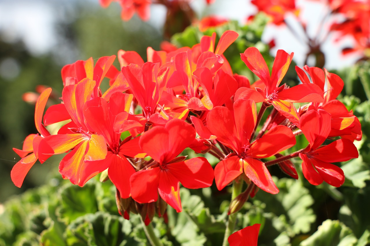 red flower geranium free photo