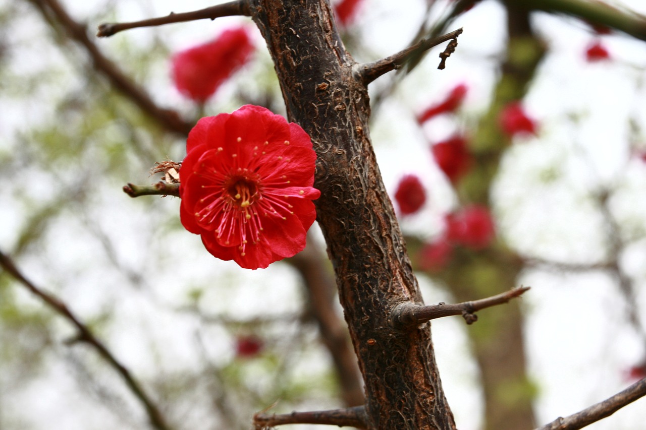 red flower beijing free photo