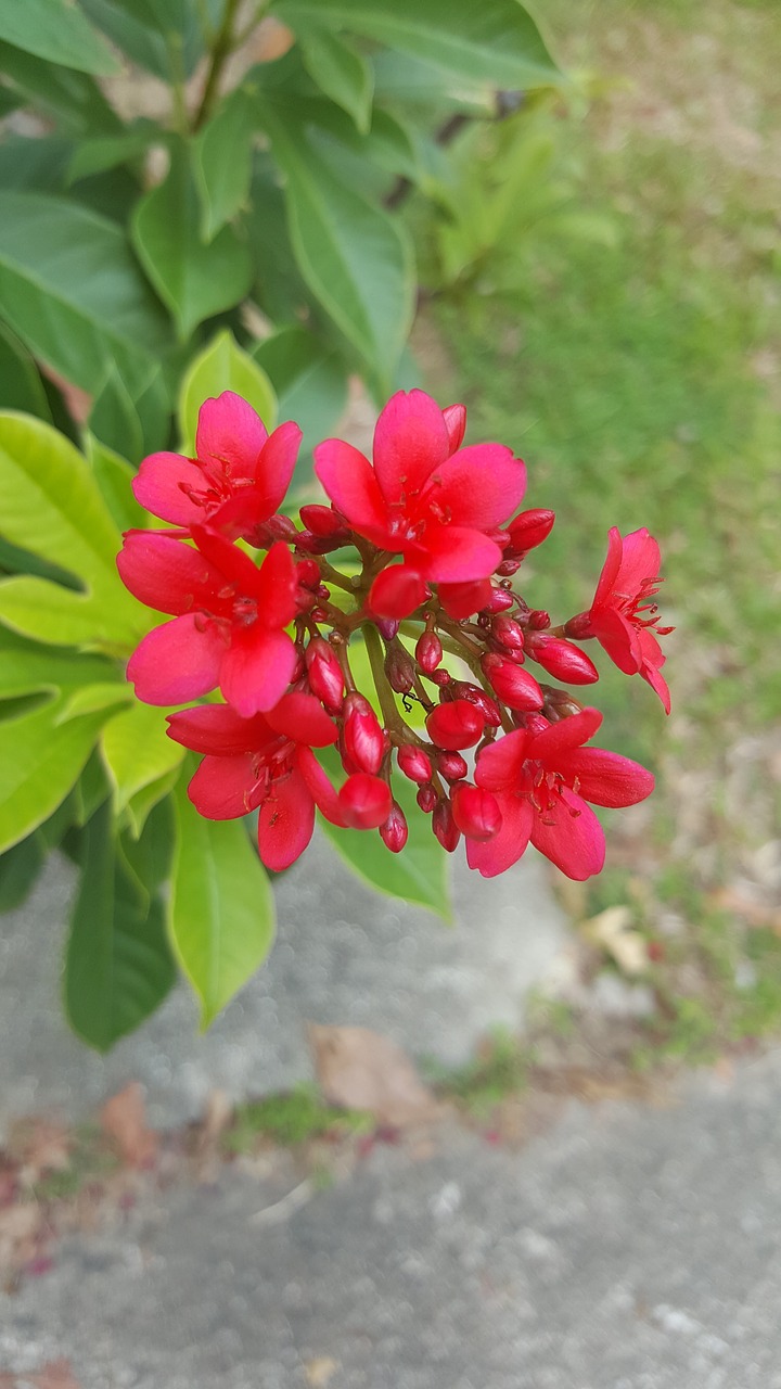 red flower floral free photo