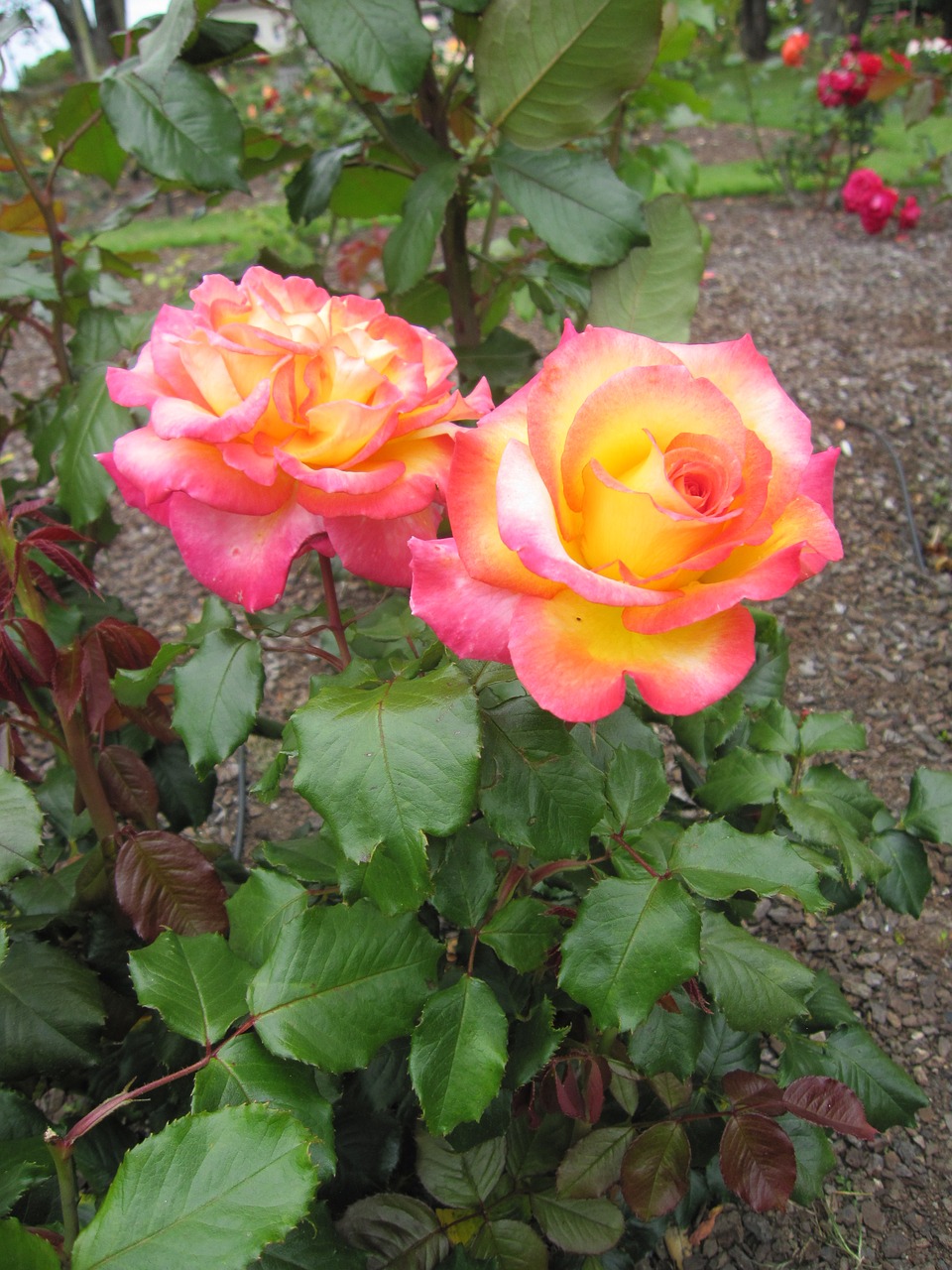 red rose flower free photo