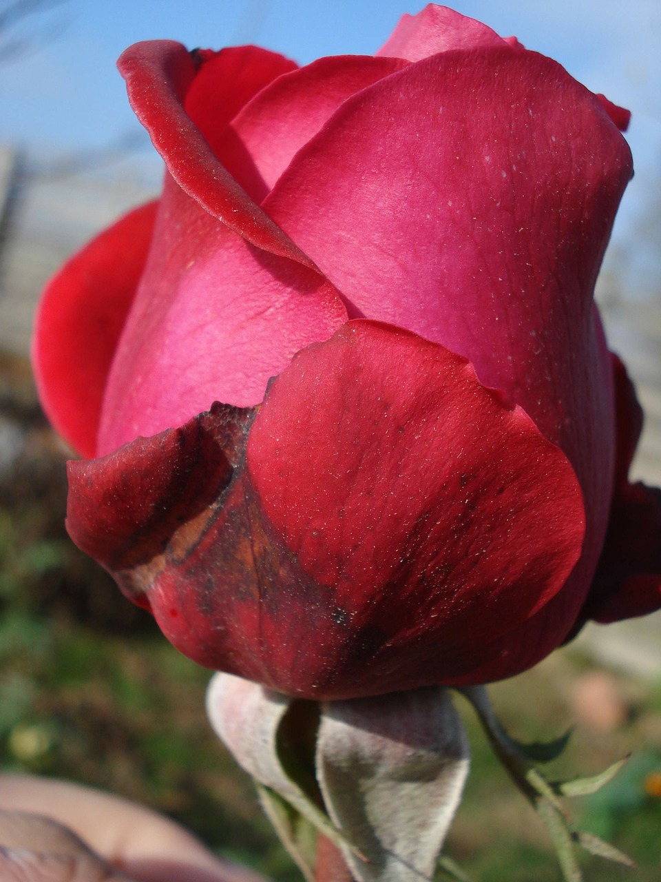 red rose flower free photo