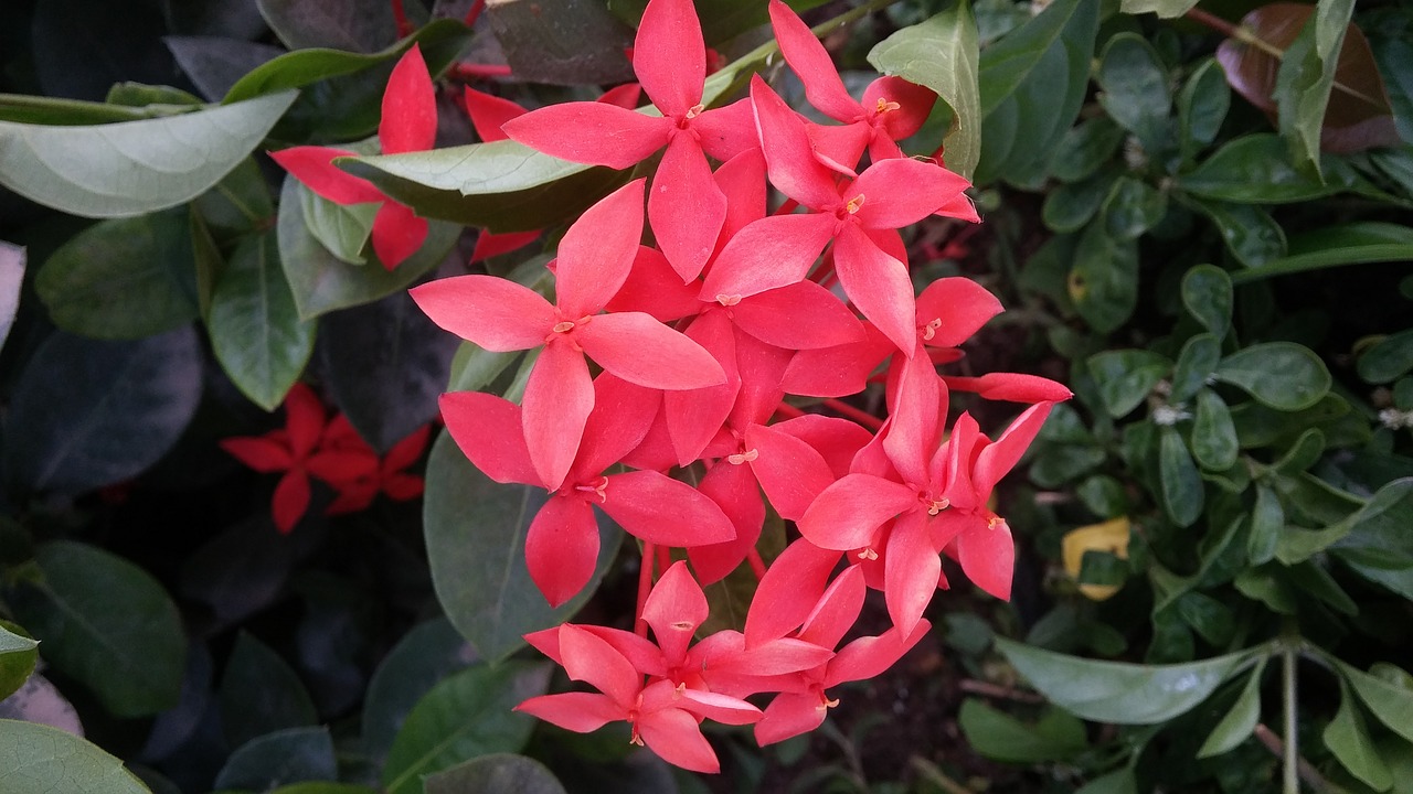 red flower plant free photo