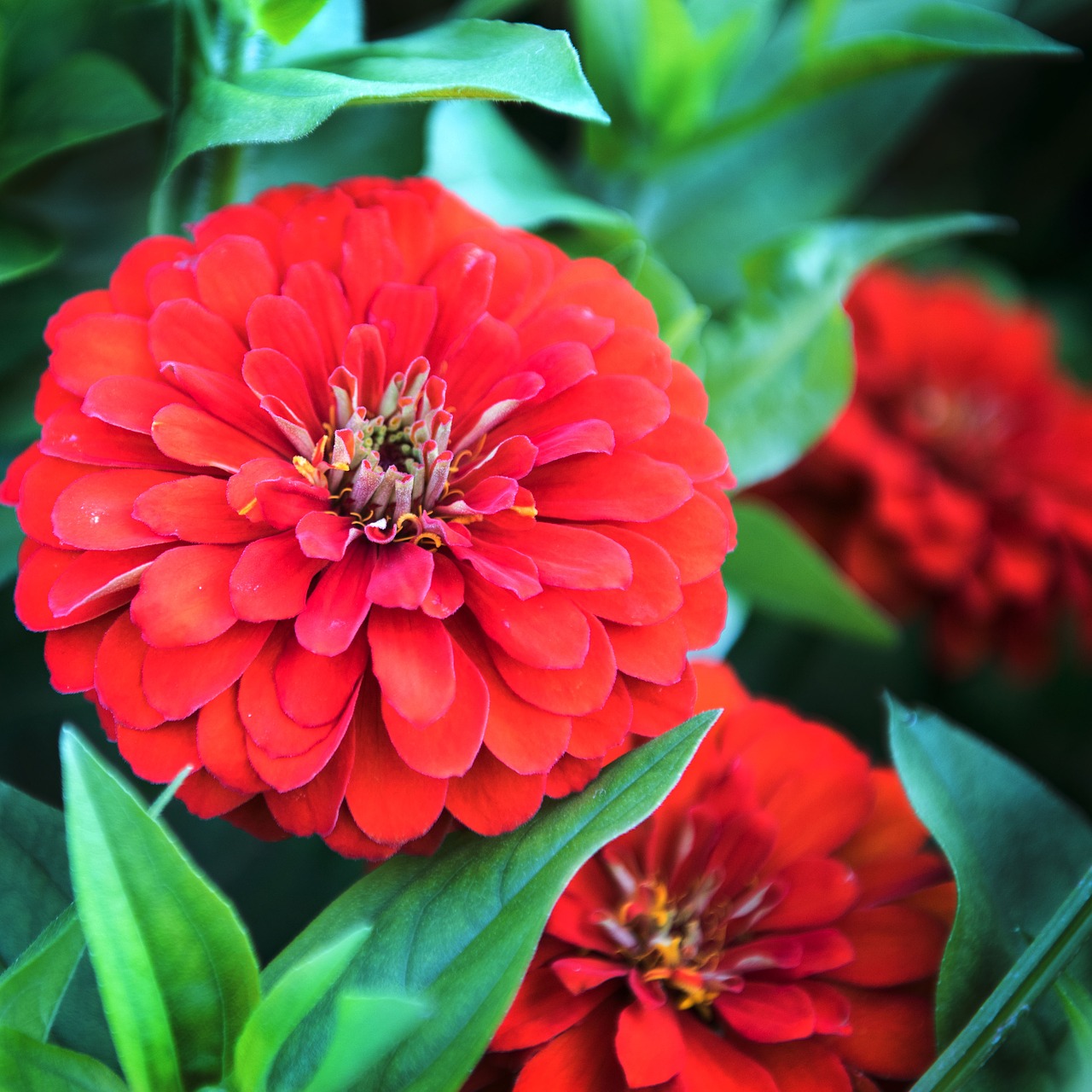 red fall flowers free photo