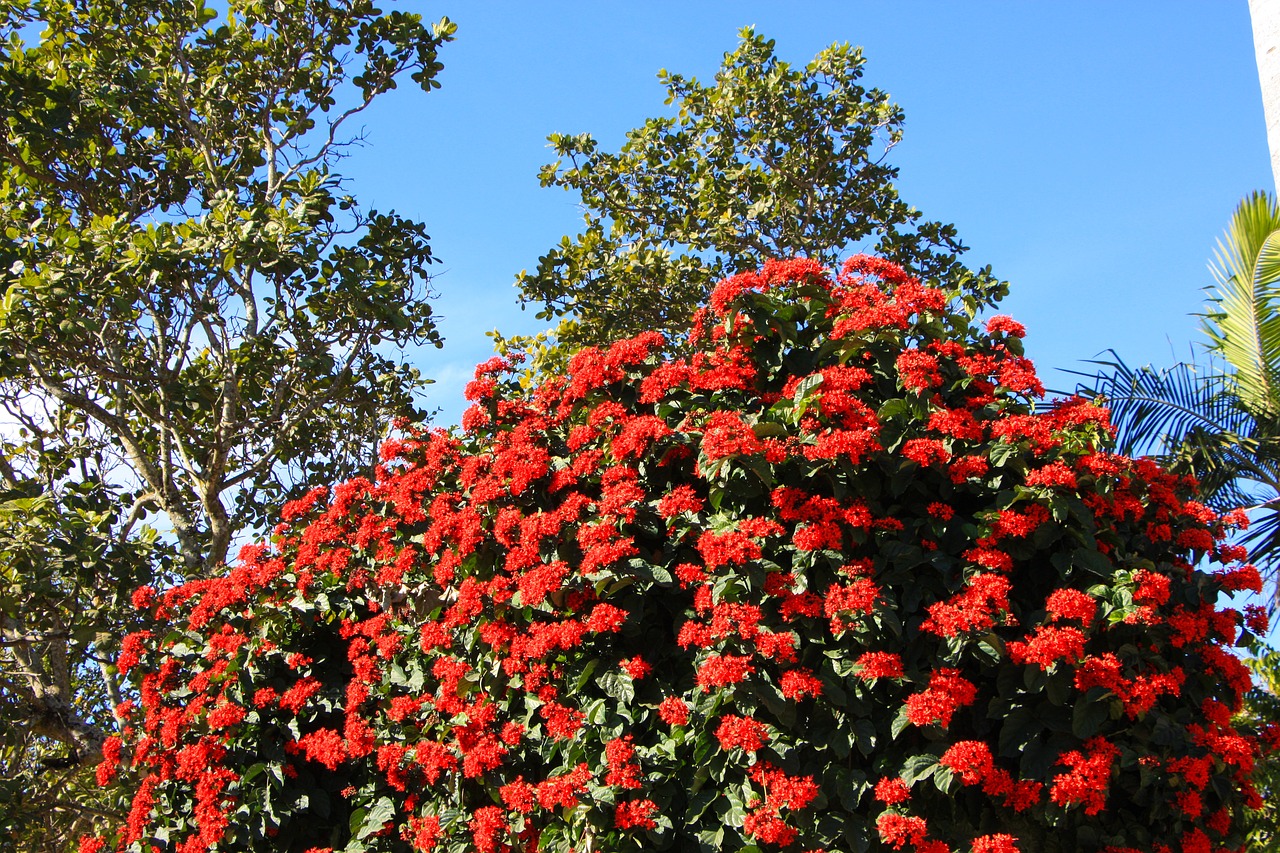 red flower red flower free photo