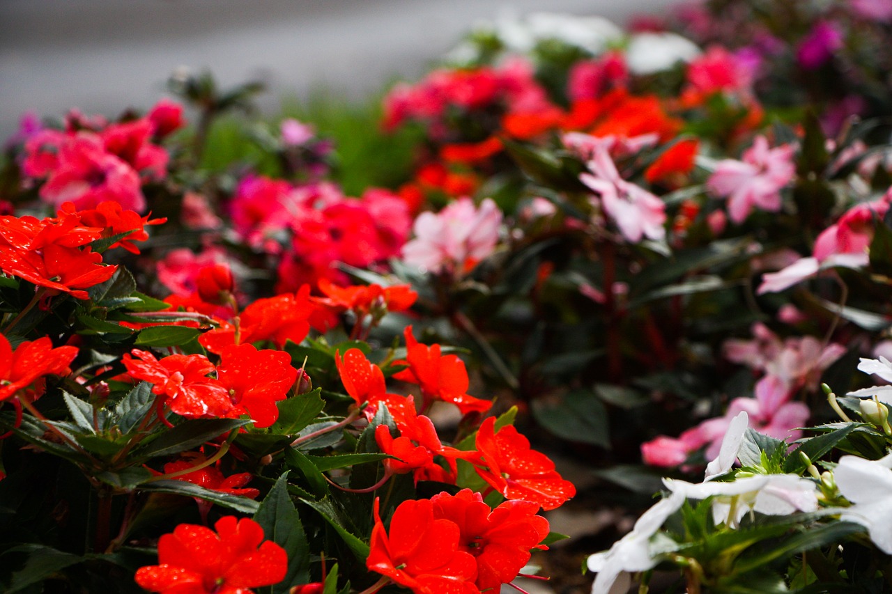 red garden nature free photo