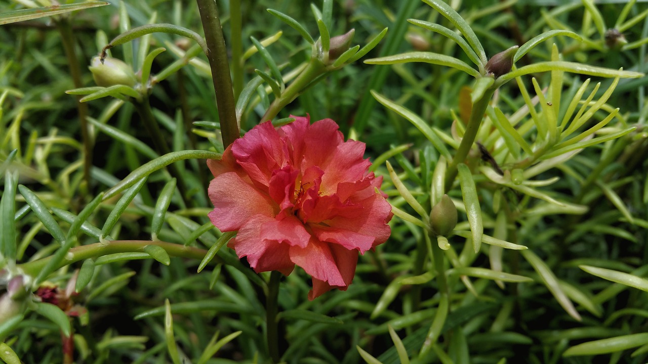 red flower nature free photo