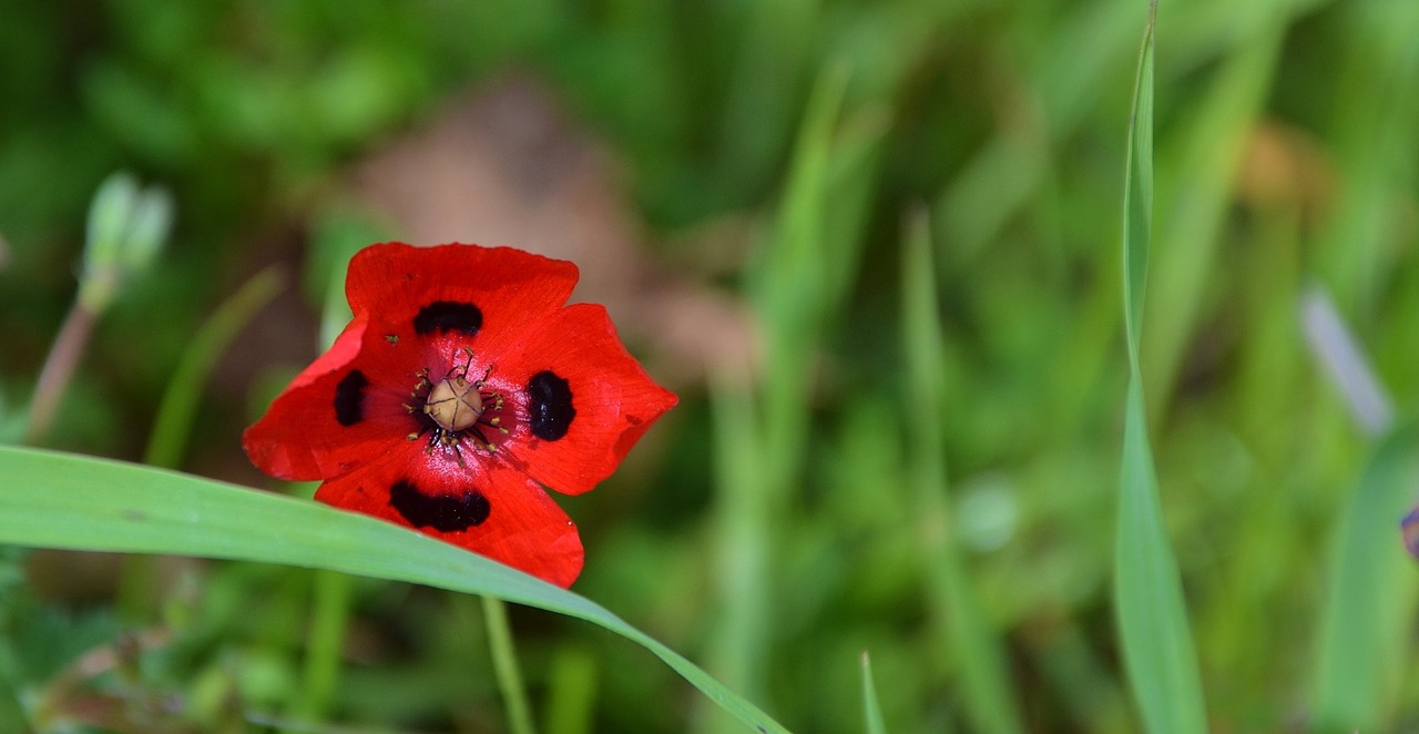 red flower natur free photo