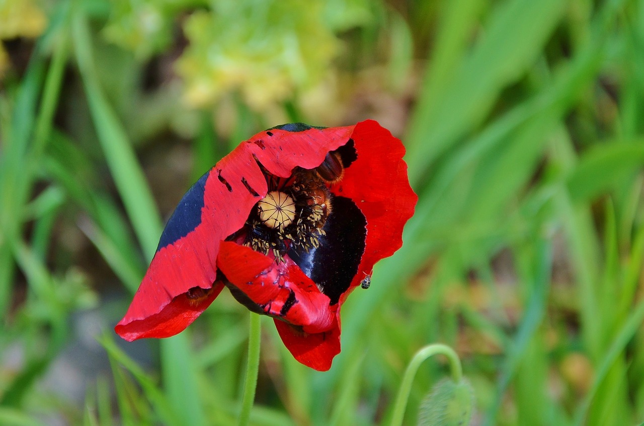 red flower natur free photo