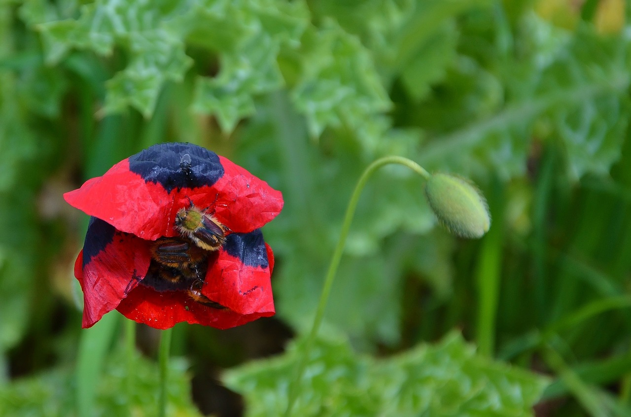 red flower natur free photo