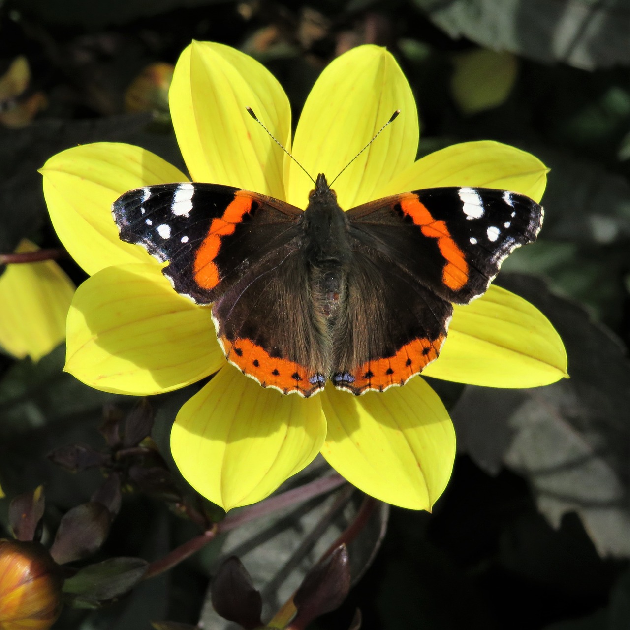 red admiral butterfly free photo