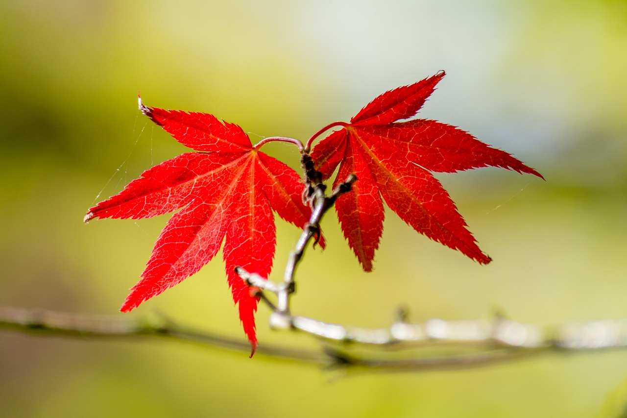 red leaves twins free photo