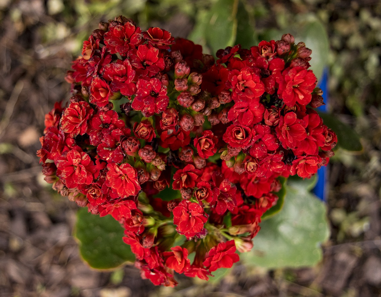 red flower heart free photo