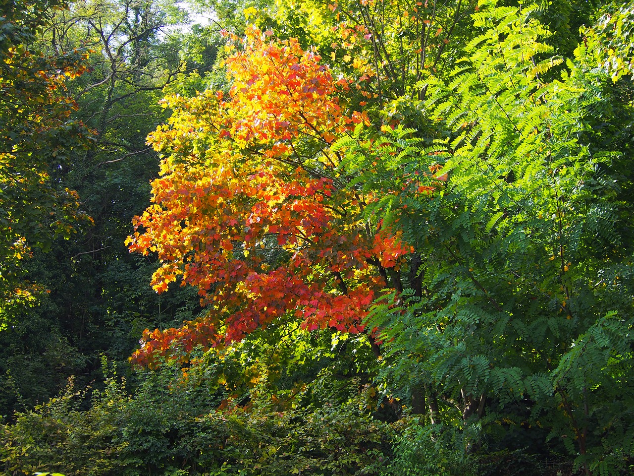 red green fall colors free photo