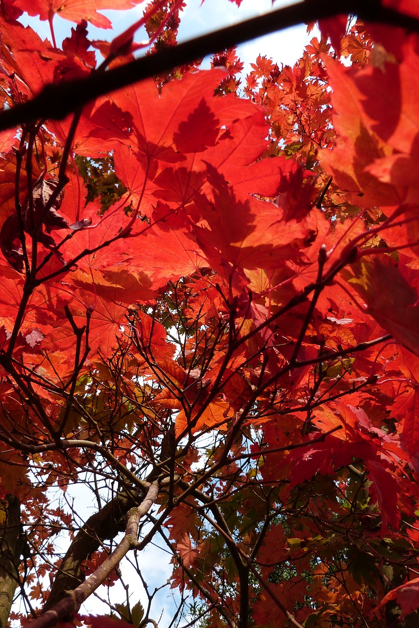 red foliage trees free photo