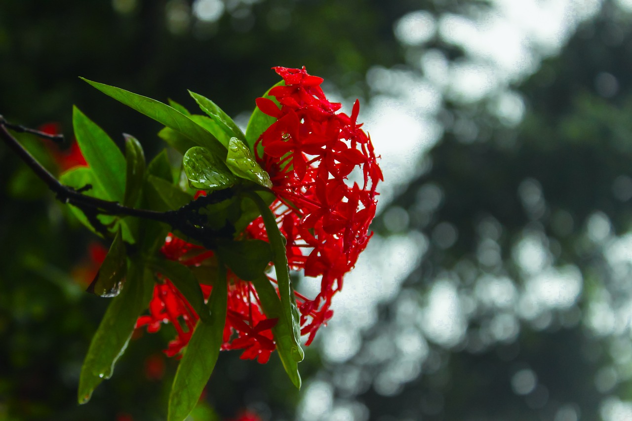 red flower hydrangea free photo