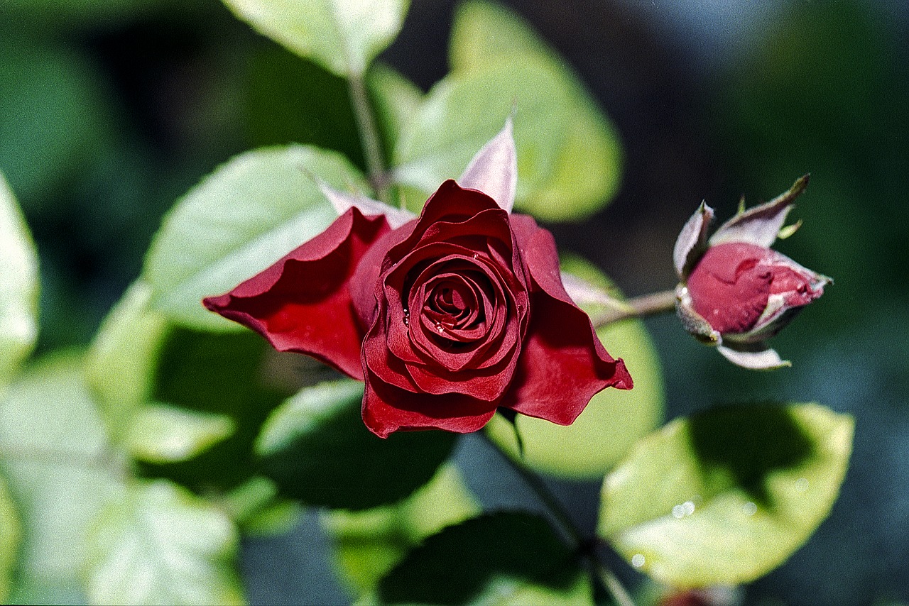 red rose petal free photo