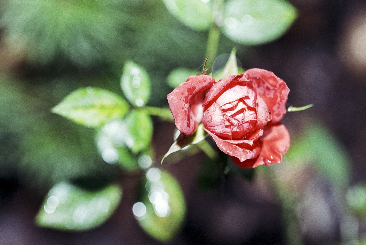 red rose flower free photo