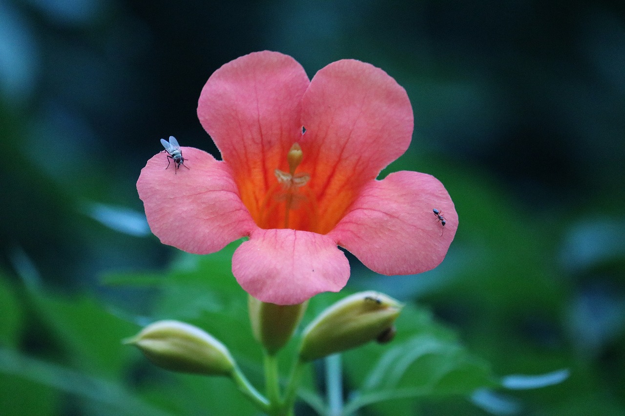 red flower bee free photo