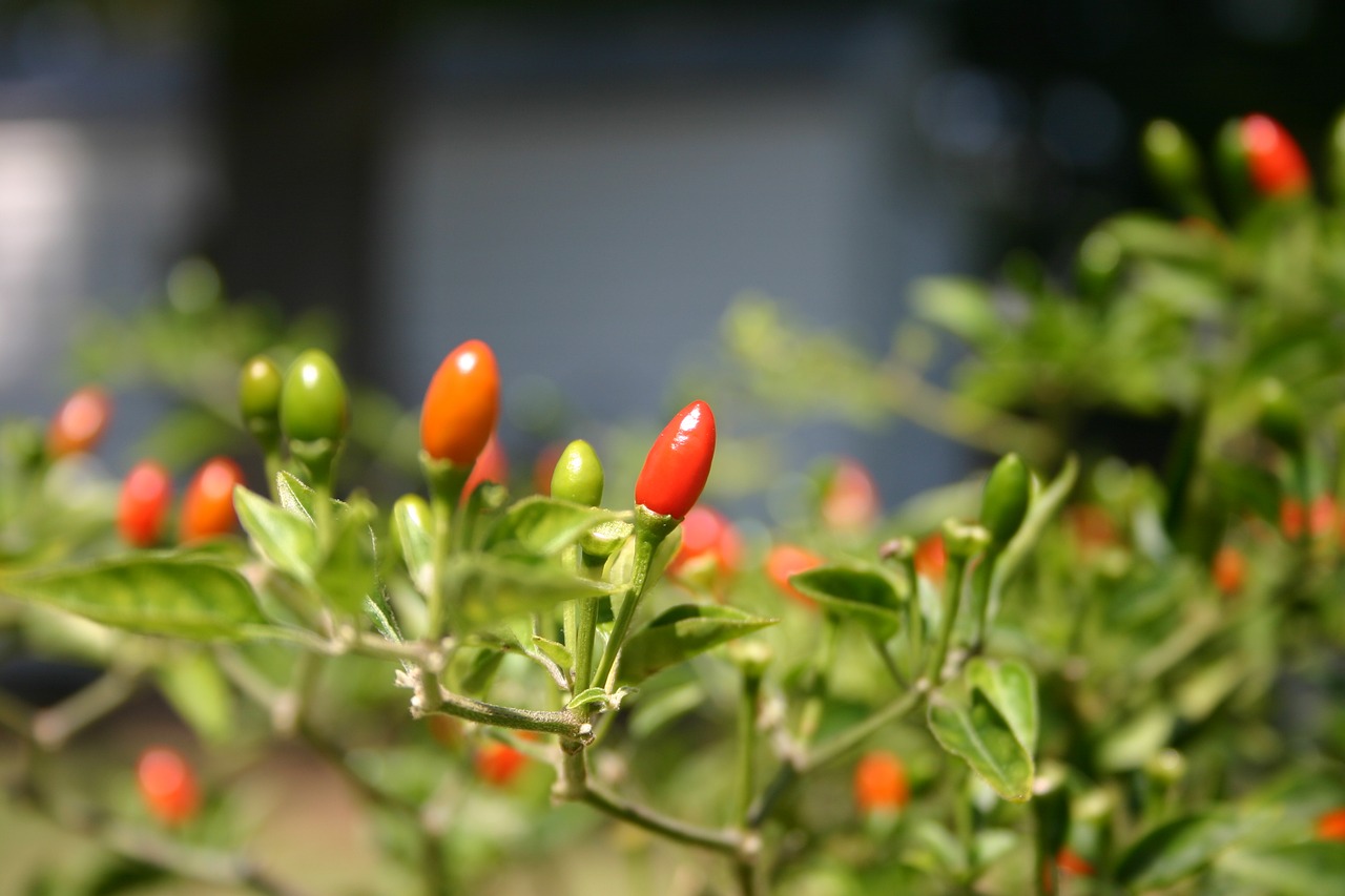 red pepper plant free photo