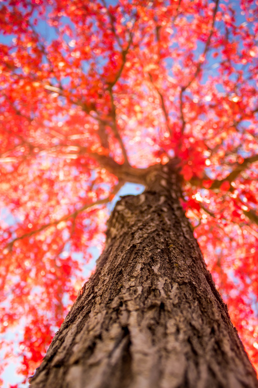 red fall autumn free photo