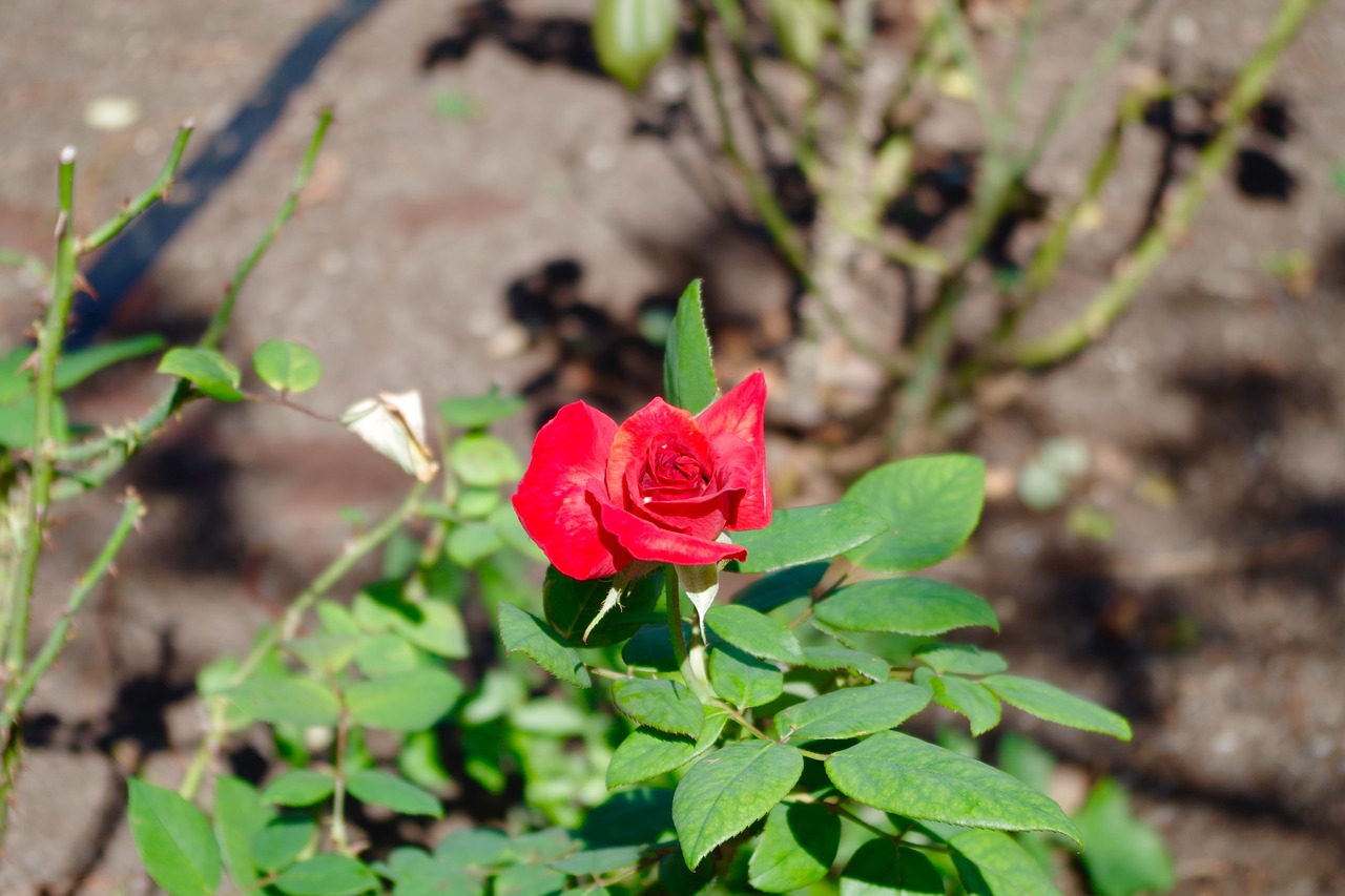 red flowers rose free photo