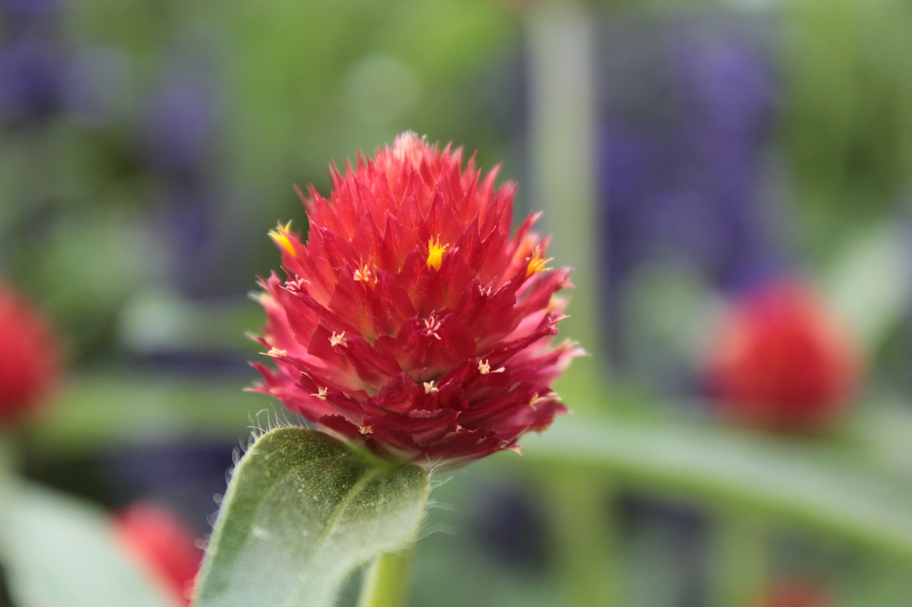 red red flower flower free photo