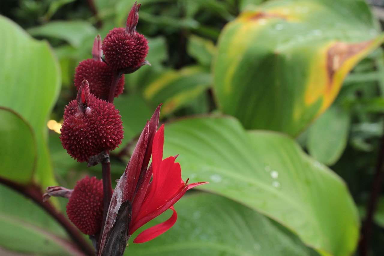 red red flower flower free photo