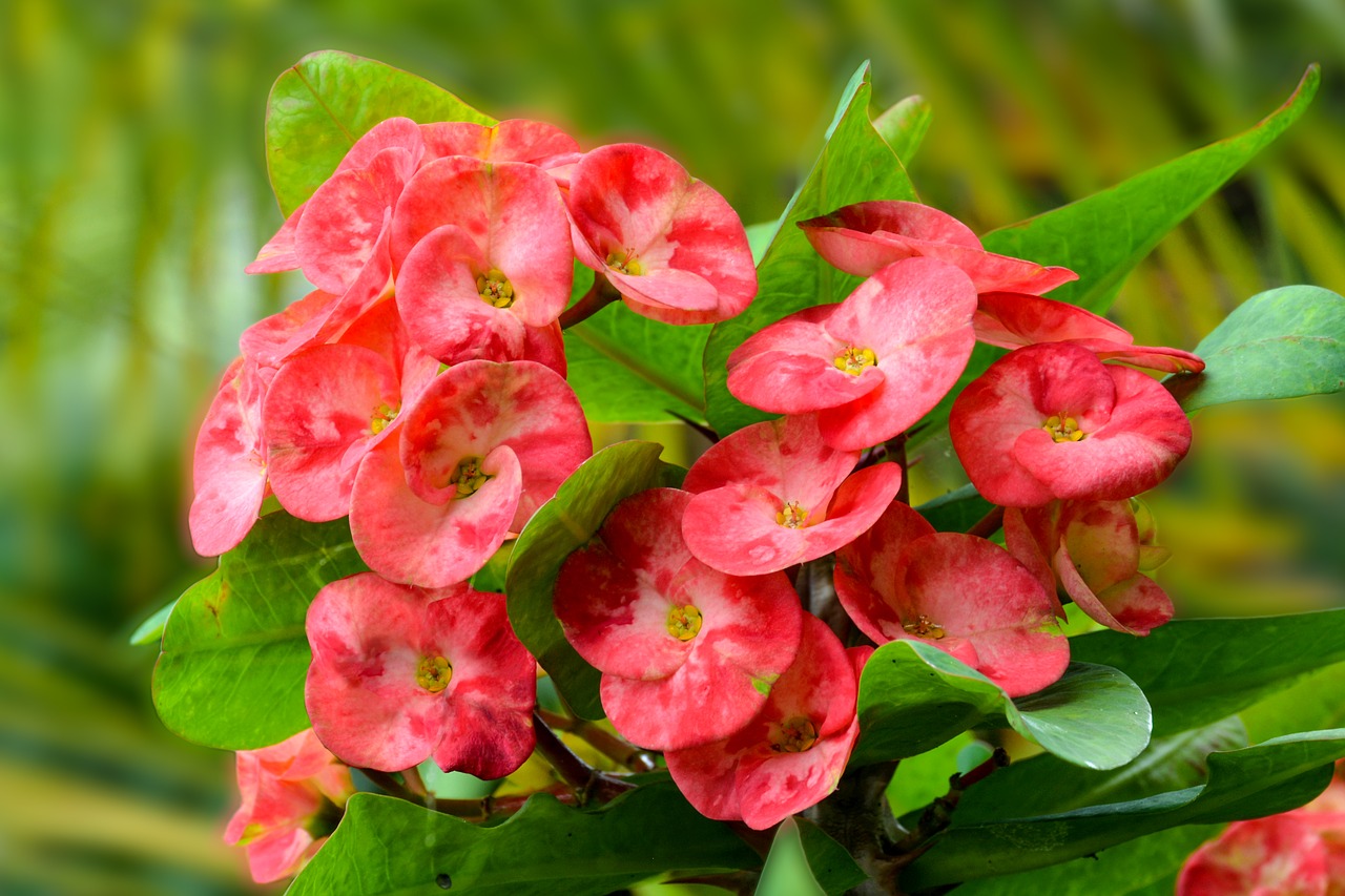 red flower beauty free photo