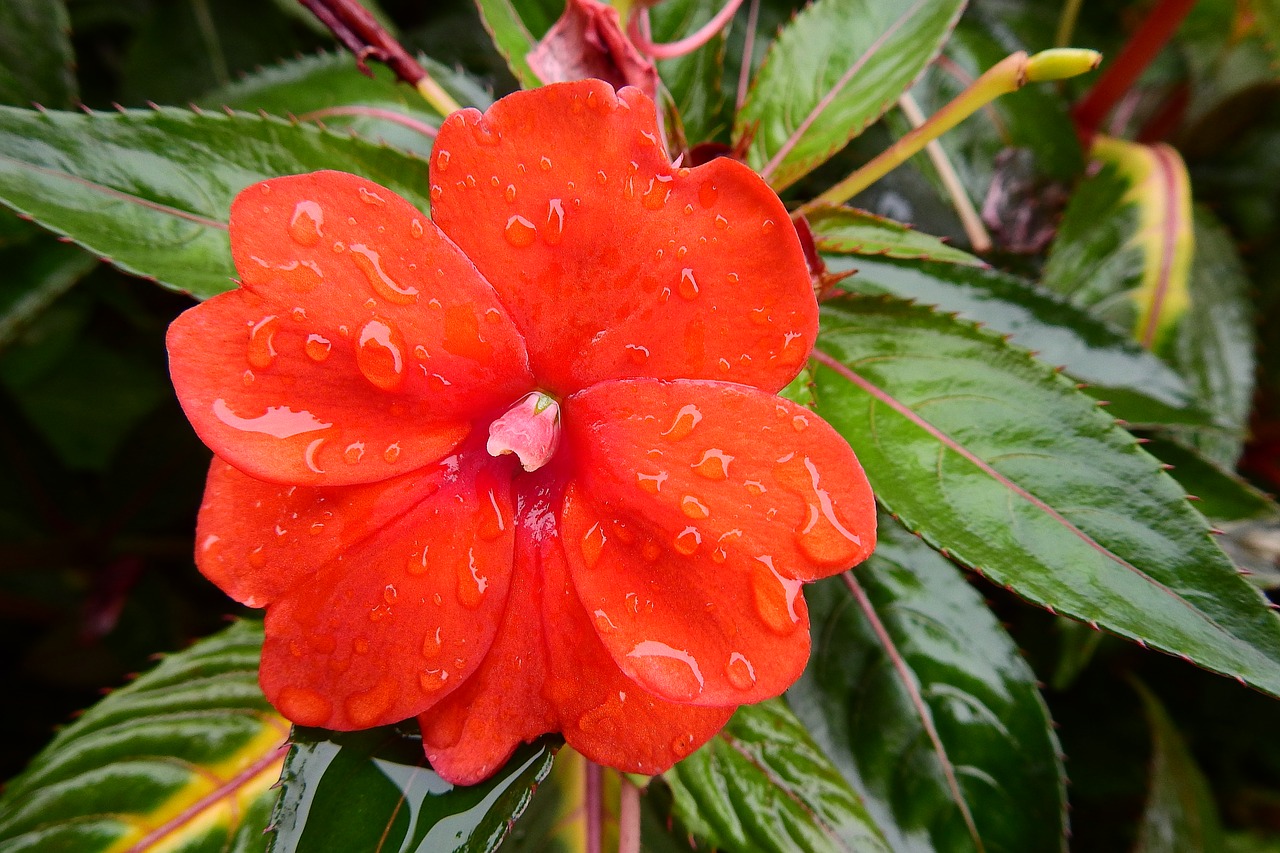 red flower nature free photo