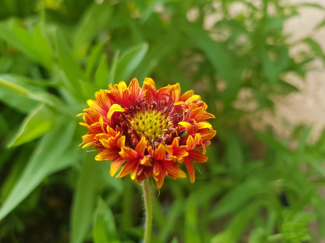 red flower beautiful free photo