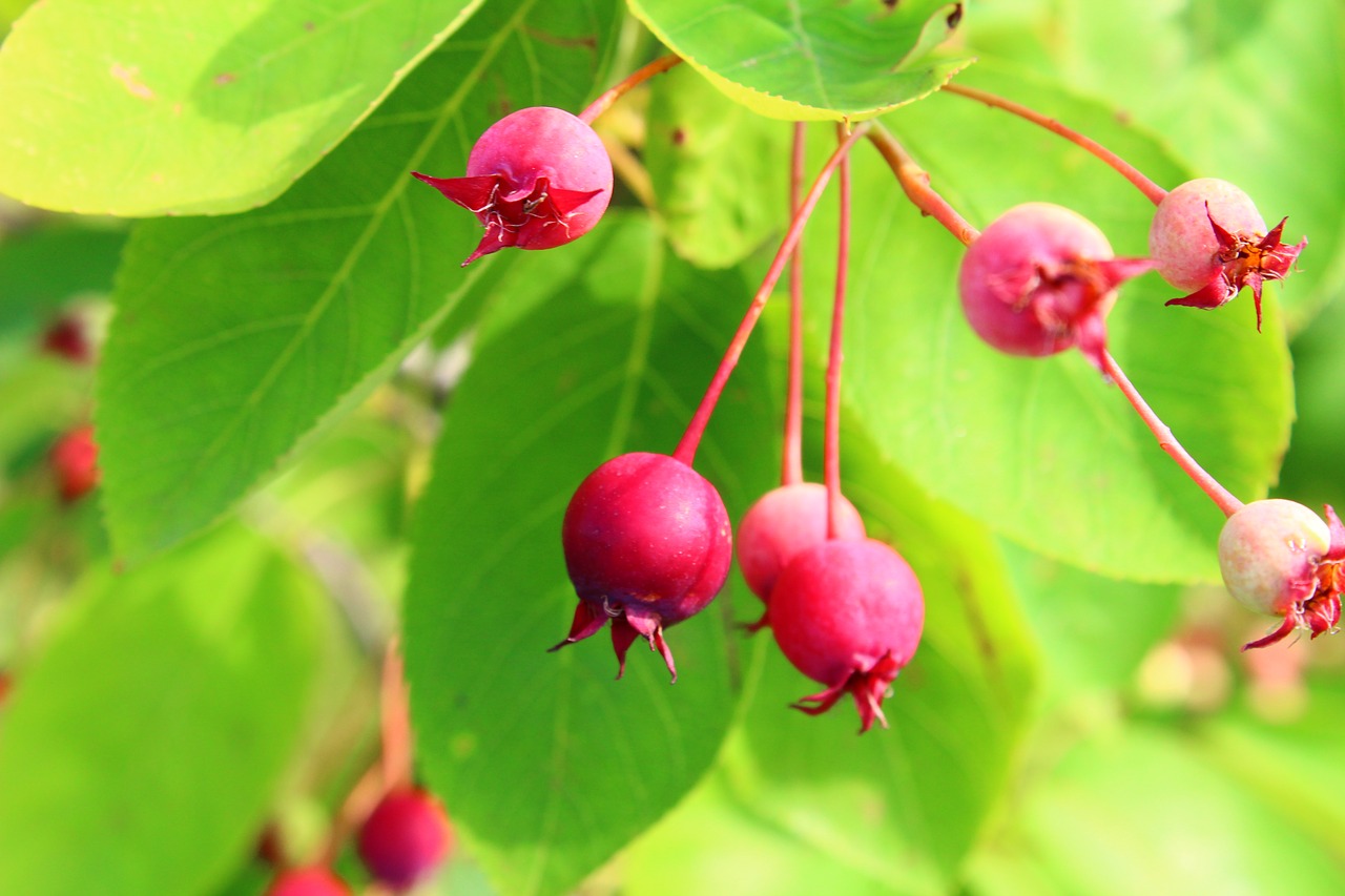 red green fruit free photo