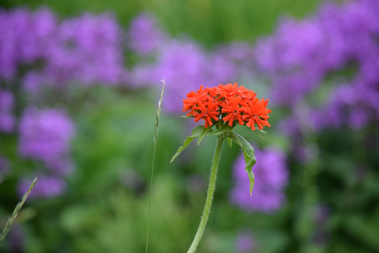 red flowers spring free photo