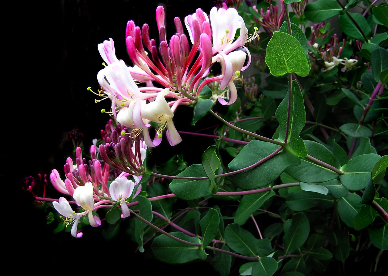 red flowers honeysuckle free photo