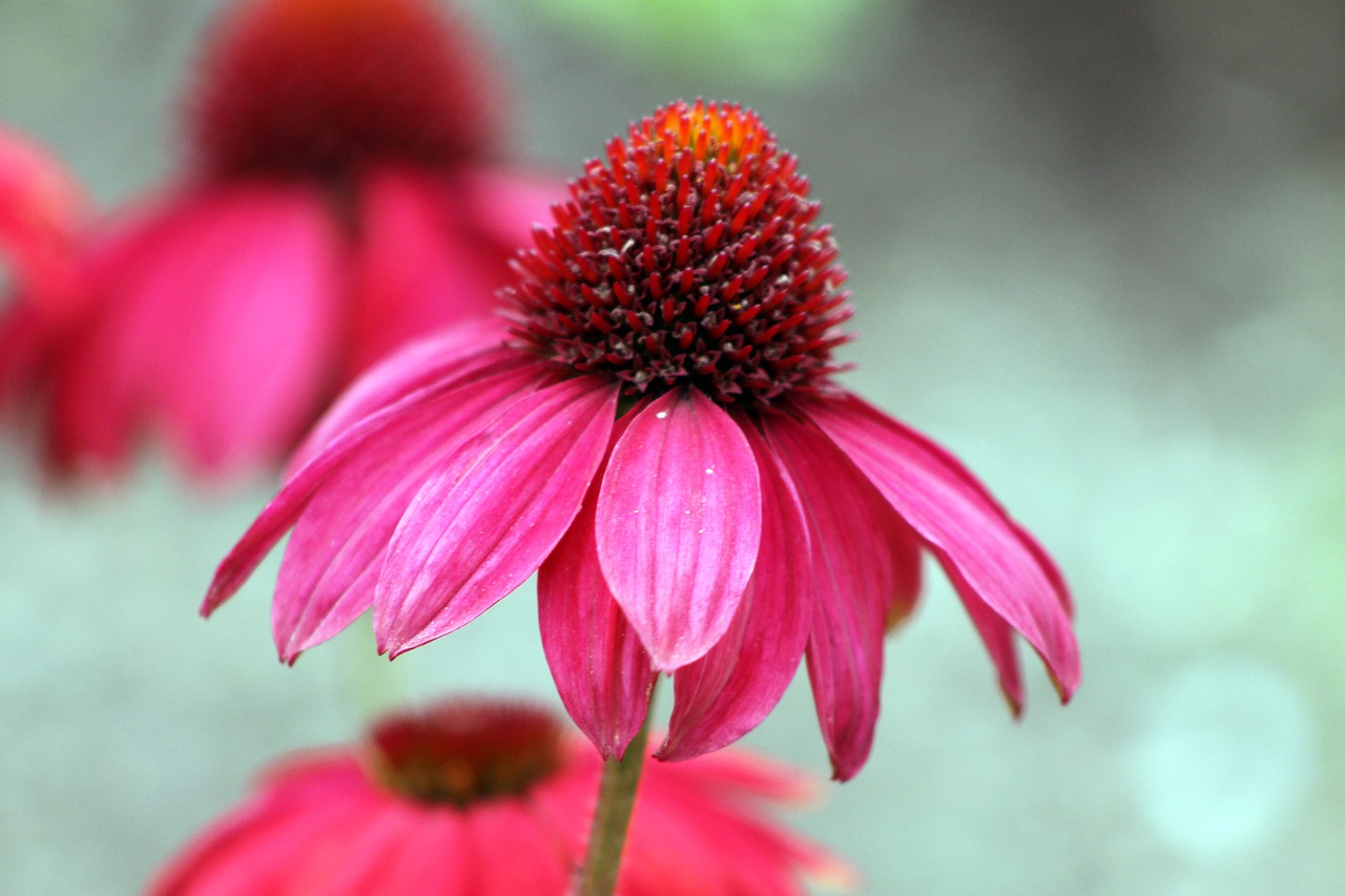 red pink flower free photo