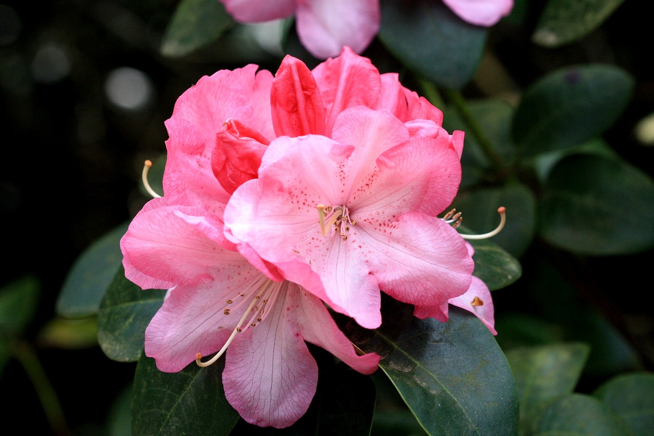 red blossom bloom free photo