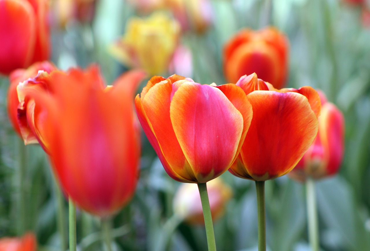 red orange flower free photo