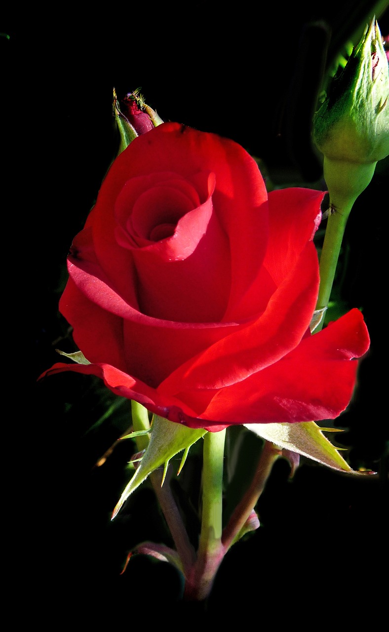 red rose romantic free photo