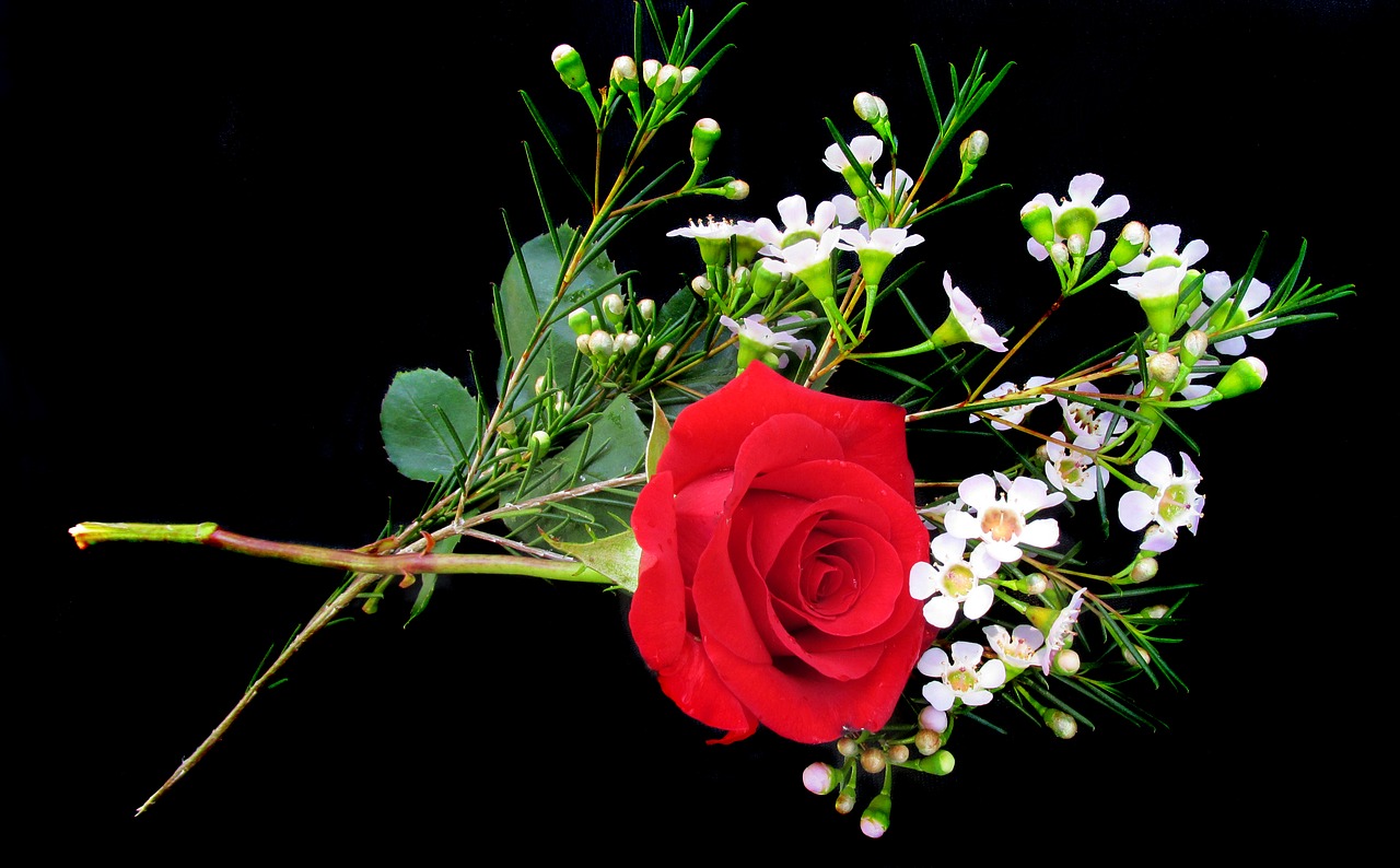 red rose and wax flower free photo