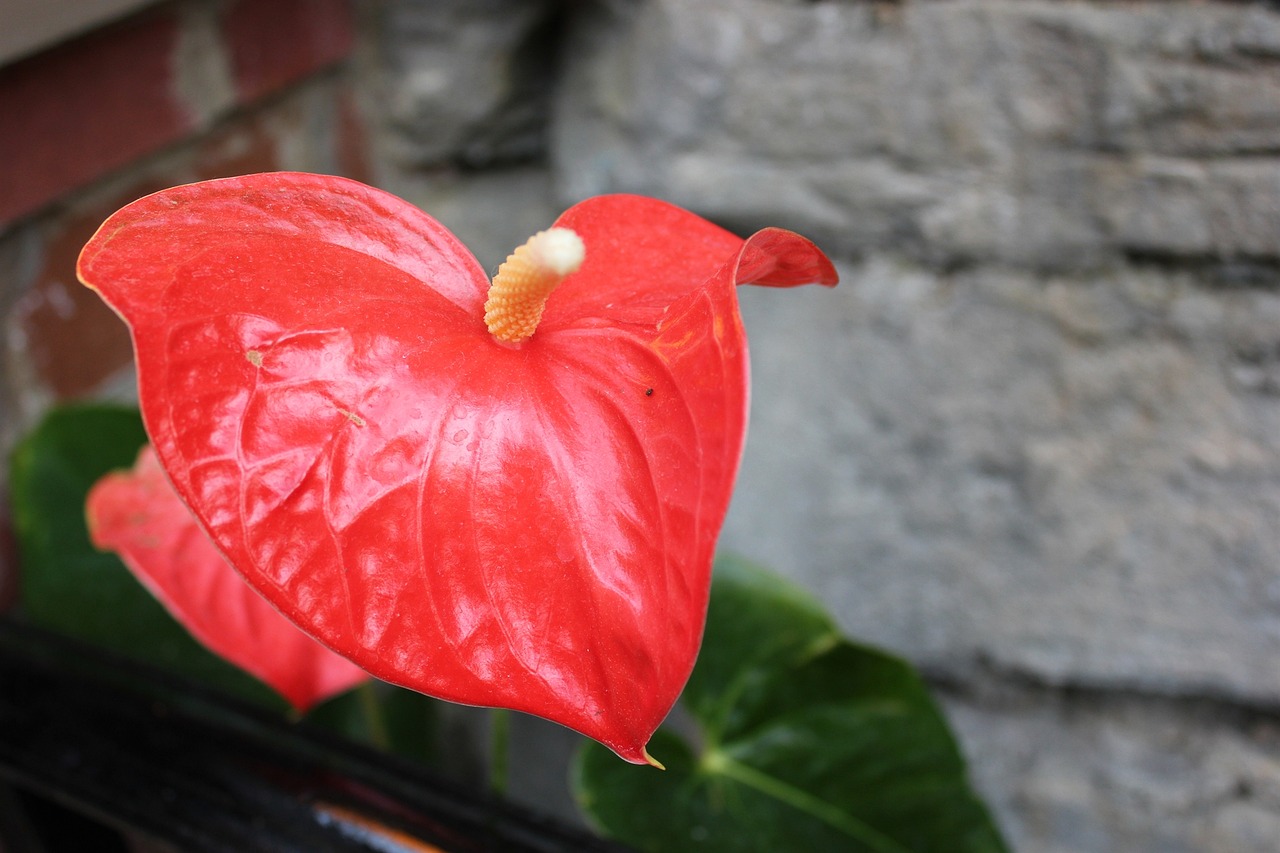 red flower green free photo