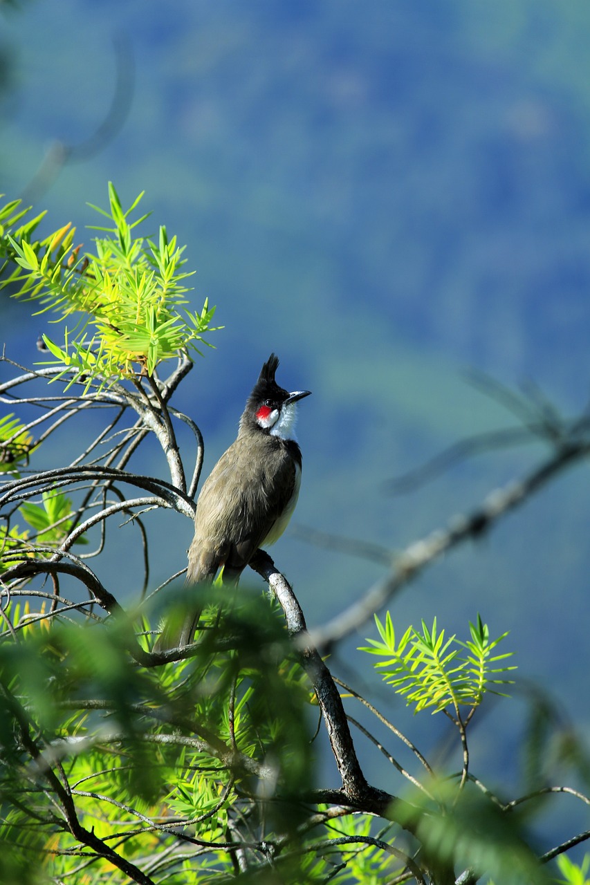 red whiskered bulbul free photo