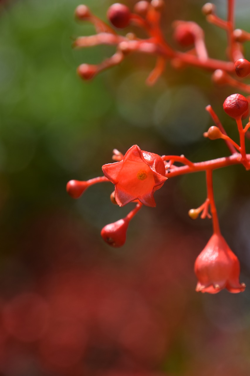 red flame tree flower summer free photo