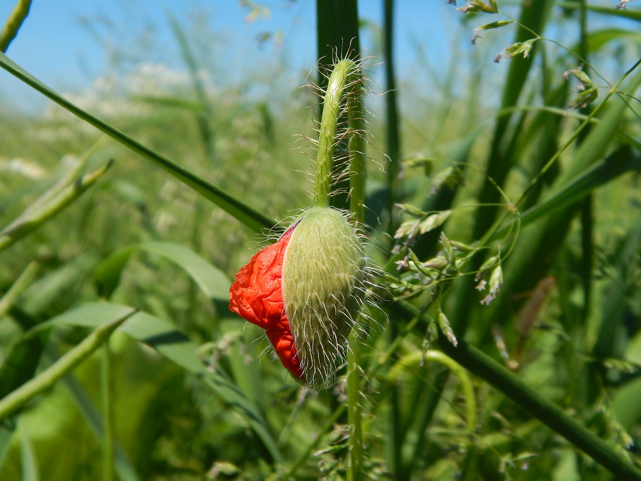 red red weed field free photo