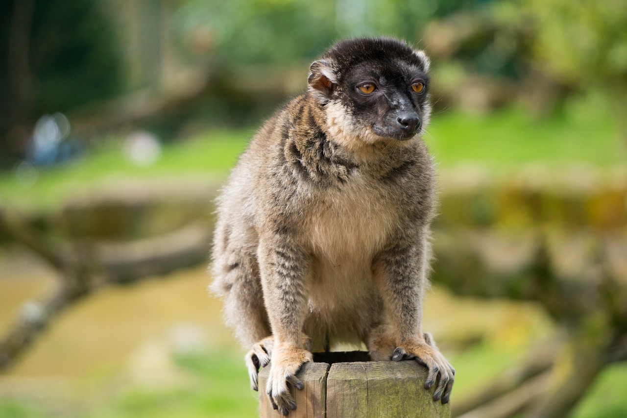 red fronted lemur free photo